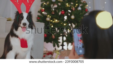 Female hands using mobile phone to take photos of cute pet. Woman enjoy smartphone photographing funny border collie dog wearing reindeer antlers headband in festive decorated room with Christmas tree