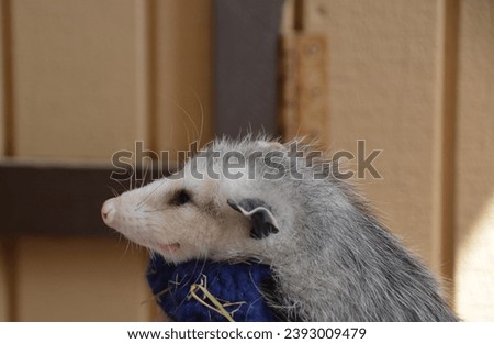 A baby opossum smiles as it is held in a cloth for all to see.