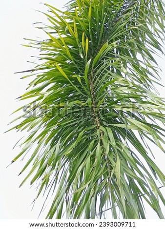 palm leaf fronds, a type of ornamental plant