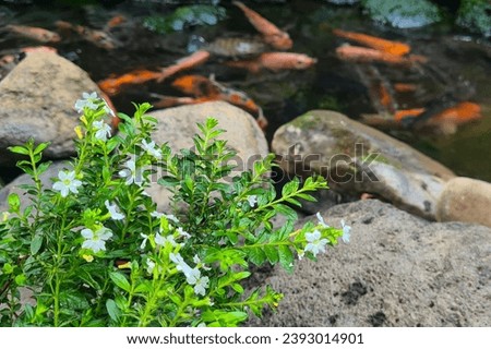 A pond with white flowers and fish swimming in it. The water is clear and calm and the fish swim in various directions. The white flowers are water lilies, which are a common type of aquatic plant