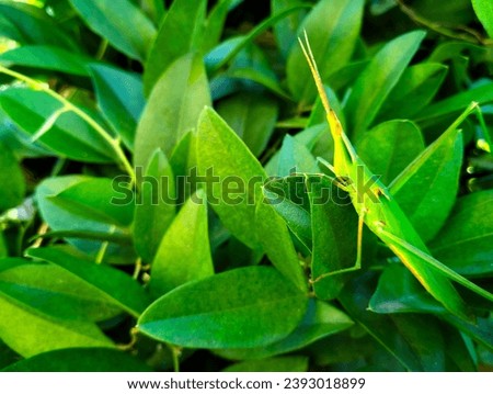 A long-headed grasshopper is sitting on a green jelly leaf, picture taken during daylight