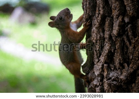 a brown squirrel climbing up a tree