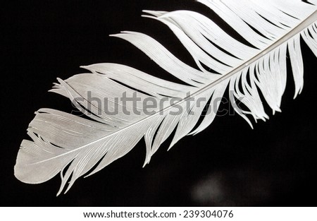bird feather on a black background