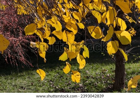 autumn yellow leaves on a tree branch in sunlight
