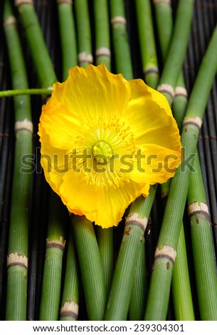 close-up of a poppy flower and bamboo grove 