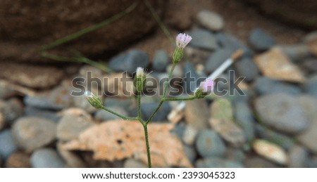 Little ironweed (Cyanthillium cinereum) is an annual or perennial wildflower that can grow to 1.2 m tall. It produces purple, button-shaped flowers that consist of numerous flower heads. Royalty-Free Stock Photo #2393045323