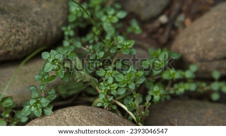 The artillery plant is often utilized as a groundcover or an ornamental in many landscapes. It's commonly named the "artillery plant" because the males generally produce pollen in an explosive way. Royalty-Free Stock Photo #2393046547