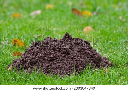 Molehills on the field, european mole talpa europaea, vermin - enemy of all czech farmer. Cloudy autumn day. Czech republic.	 Royalty-Free Stock Photo #2393047349