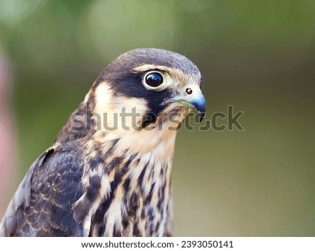Falcon hobby. A small bird of prey from the falcon family