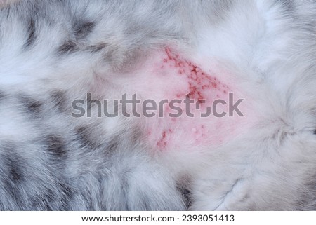 The cat scratched his stomach from itchy skin to scratches and wounds. The belly of a cat with wounds and skin problems from stress or allergies Royalty-Free Stock Photo #2393051413