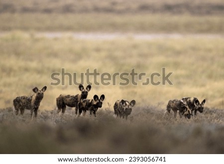 African wild dogs in nature Royalty-Free Stock Photo #2393056741
