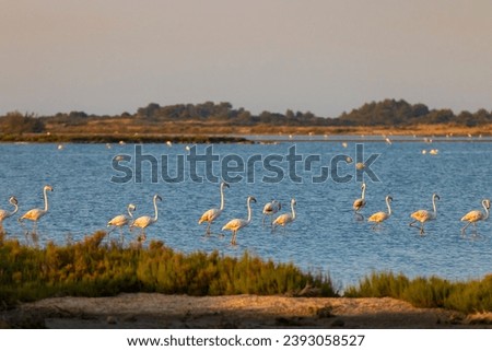 Flamingo in Parc Naturel regional de Camargue, Provence, France Royalty-Free Stock Photo #2393058527