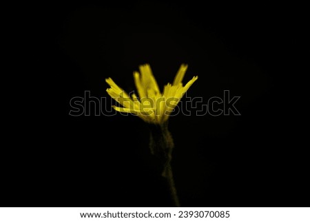 yellow flower head in focus on dark background 