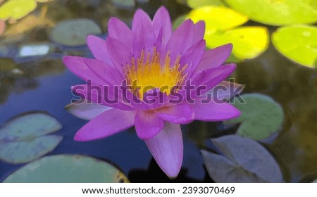 Nymphaea Siam Purple waterlily flower Royalty-Free Stock Photo #2393070469