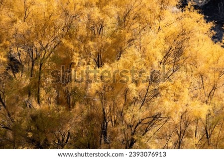 A breathtaking view of autumn trees in the central nature of Iran. A riot of yellow, orange, and red hues, the trees seem to blaze with fire, their branches reaching out to the horizon.The scene is...