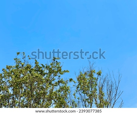 Trees, birds and blue sky