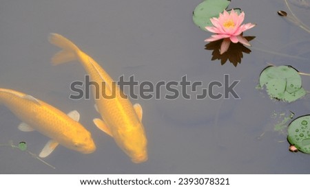 Colorful Koi fish carp swimming in the pond under lotus flowers in summer