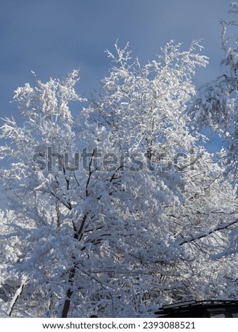 Amazing winter landscape, Sacaramb, Romania