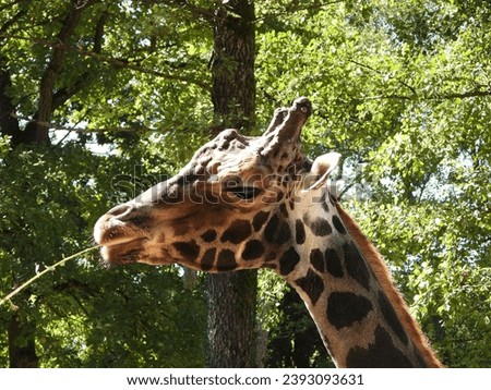 close-up of a giraffe with natural background