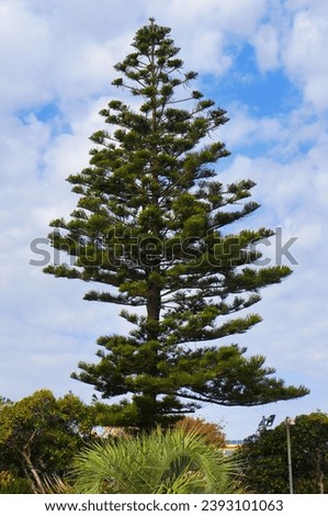 Araucaria is an Evergreen Coniferous Tree with Horizontal Branches and Needle-like Leaves in the Family Araucariaceae once widespread during the Jurassic and Cretaceous Periods. Royalty-Free Stock Photo #2393101063