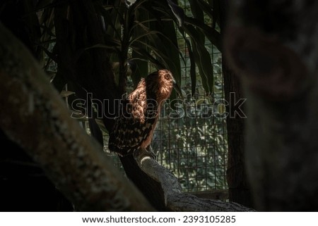 Picture of an owl perched on a tree branch with a sunbeam shining on its face and dark vegetation background. Animal wildlife picture with no people