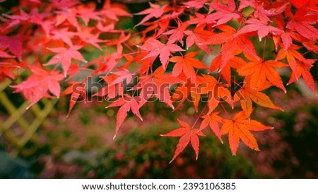 Dramatic view of colorful red maple leaves in autumn or fall, Nature or travel, Nobody