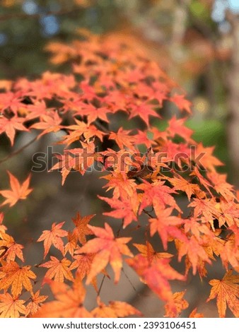 The maple leaves in the autumn are turning yellow and red