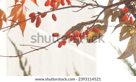 These are pictures of red colors as if they were trying to end the fall season with autumn leaves colored in the late cold.
