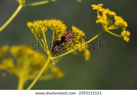 Small kissing bugs on a yellow flower 