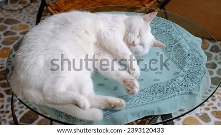 Cute white cat paw, adorable pose when sleeping