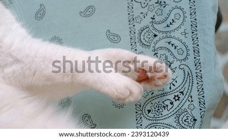 Cute white cat paw, adorable pose when sleeping