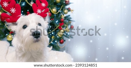 West Highland White Terrier on a light Christmas background.