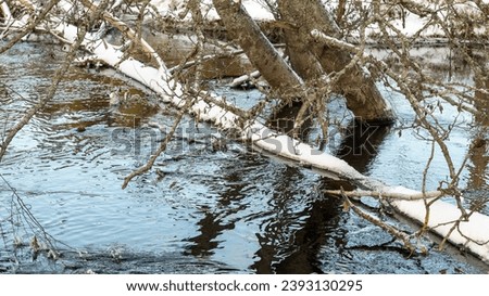 Trees in the water. Climate change, global warming. Background picture.