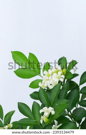 Murraya paniculata flower White background Royalty-Free Stock Photo #2393134479