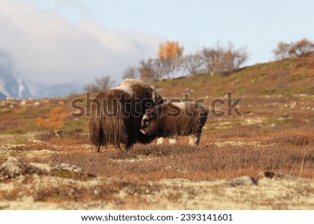 Musk ox in autumn Dovrefjell National Park Norway Royalty-Free Stock Photo #2393141601