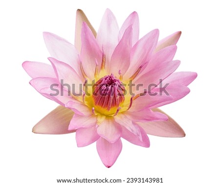 Pink water lily, Blooming water lily flower isolated on white background, with clipping path                                  