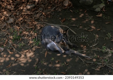 Picture of a Wallaby sitting in the tree shade. Animal wildlife picture with no people