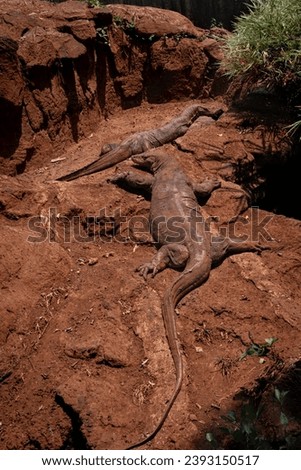 Picture of a Komodo dragon (Varanus komodoensis) resting on top of a red dirt stone. Animal wildlife picture with no people