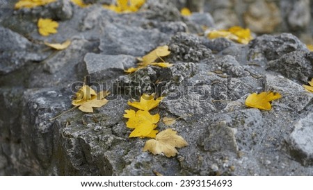 Autumn pictures on Margaret Island