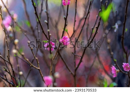 Colorful pink blossoms bloom in small village before Tet Festival, Vietnam Lunar Year. View of peach branches and cherry blossoms with Vietnamese food for Tet holiday in blurred background.