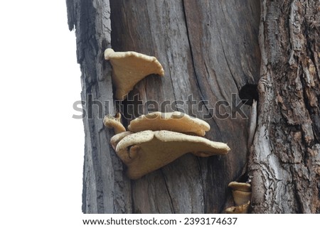Dryad's saddle shelf mushroom growing on a rotting tree Royalty-Free Stock Photo #2393174637