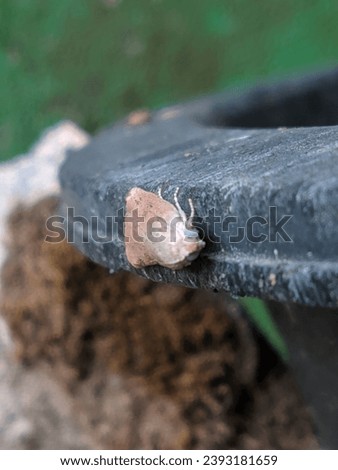 Picture of little white and pale brown moth on the side of plastic bucket