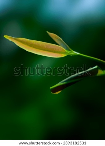 Colourful leaves, gold leaf close up shot 