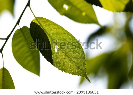 Green leaf and leaves. Fruit and vegetables. Plant and plants. Tree and trees. Nature photography.