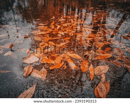 Fallen leaves in a puddle. Autumn background. Autumn background