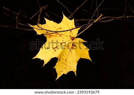 Yellow autumn maple leaf on black background, autumn composition.