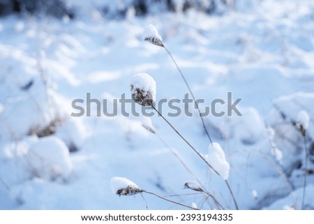 Magically illuminated and snow-covered meadow vegetation, snow coating, wallpaper fresh white snow, winter in Europe, white down comforter, low ambient temperature, winter aura Snowy landscape, Europe