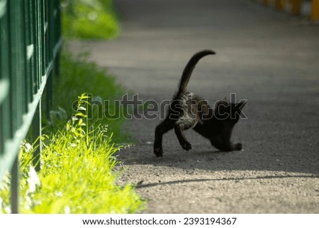 Kitten playing outside. Black kitten. Homeless animal. Small pet.