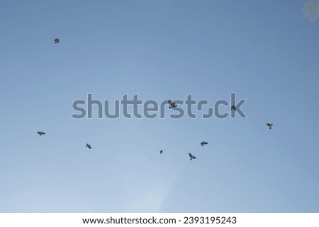 Crows in the sky. Birds on a background of blue sky. Flight details. The flock is flying.