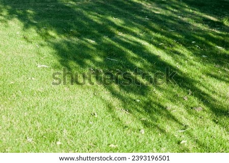 Freshly cut green lawn grass in a city park on a bright sunny day. Top view of bright grass. Shade from trees
